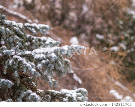 Green fir branches in winter covered with snow Green fir branches in winter covered with snow 142811703