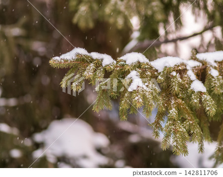Green fir branches in winter covered with snow Green fir branches in winter covered with snow 142811706