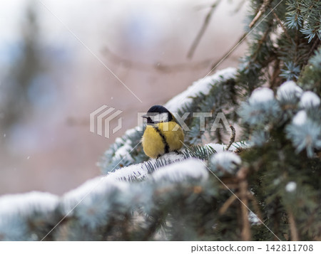 Cute bird Great tit, songbird sitting on the fir branch with snow in winter Cute bird Great tit, songbird sitting on the fir branch with snow in winter 142811708
