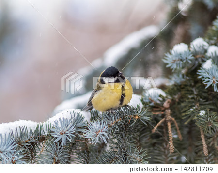 Cute bird Great tit, songbird sitting on the fir branch with snow in winter Cute bird Great tit, songbird sitting on the fir branch with snow in winter 142811709
