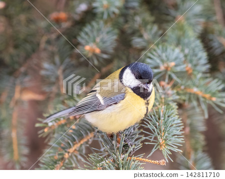 Cute bird Great tit, songbird sitting on the fir branch Cute bird Great tit, songbird sitting on the fir branch 142811710
