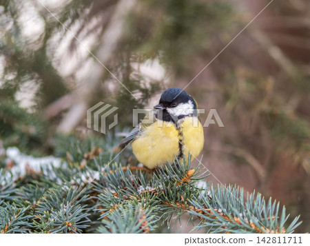 Cute bird Great tit, songbird sitting on the fir branch with snow in winter Cute bird Great tit, songbird sitting on the fir branch with snow in winter 142811711