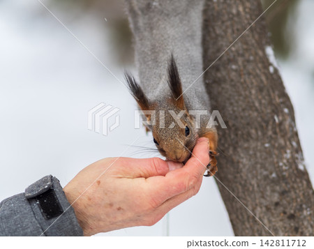 Squirrel eats nuts from a man's hand. Caring for animals in winter or autumn. Squirrel eats nuts from a man's hand. Caring for animals in winter or autumn. 142811712