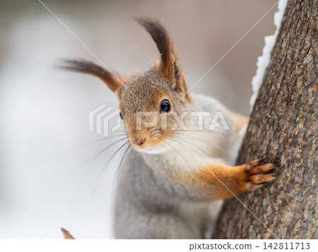 Portrait of a squirrel on a tree trunk Portrait of a squirrel on a tree trunk 142811713