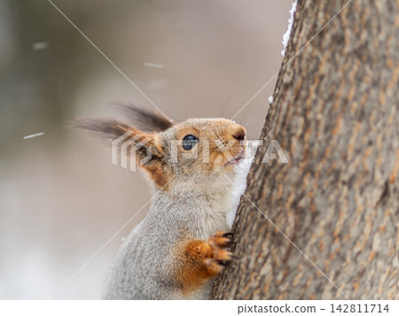 Portrait of a squirrel on a tree trunk Portrait of a squirrel on a tree trunk 142811714