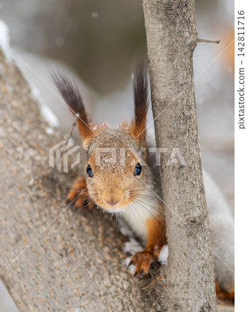 Portrait of a squirrel on a tree trunk Portrait of a squirrel on a tree trunk 142811716