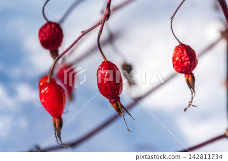Close-up of rosehip fruits ripening in September and October, medicinal red rosehip fruits on the tree, 142811734