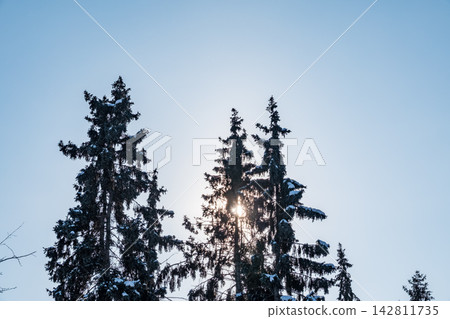 Green spruce branches with needles and cones against a blue sky in winter. Many cones on spruce. Fir tree. Green spruce branches with needles and cones against a blue sky in winter. Many cones on spruce. Fir tree. 142811735