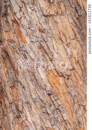 The texture of the bark of an old apple tree The texture of the bark of an old apple tree 142811736