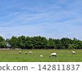 Sheep grazing in the pastures of the Cotswolds. 142811837