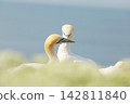 Northern gannet, portrait of sea bird sitting on the nest, with light blue sea water in the background, wildlife scene 142811840