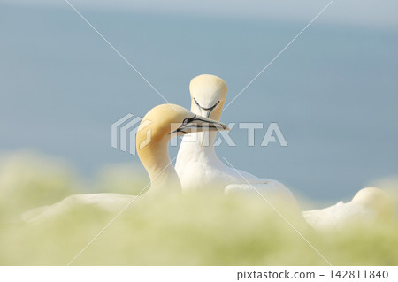 Northern gannet, portrait of sea bird sitting on the nest, with light blue sea water in the background, wildlife scene Northern gannet, portrait of sea bird sitting on the nest, with light blue sea water in the background, wildlife scene 142811840