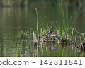 Great Crested Grebe, Podiceps cristatus, water bird sitting on the nest,  on the green lake, bird in the nature habitat 142811841