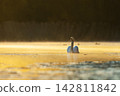 Mute swan (Cygnus olor) floating on the lake in a beautiful spring sunset. Czech republic 142811842