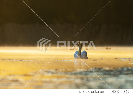 Mute swan (Cygnus olor) floating on the lake in a beautiful spring sunset. Czech republic Mute swan (Cygnus olor) floating on the lake in a beautiful spring sunset. Czech republic 142811842