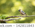 Hawfinch (Coccothraustes coccothraustes) perched on branch. A close-up of a hawfinch perched on a branch with nice background in springtime, Czech republic 142811843