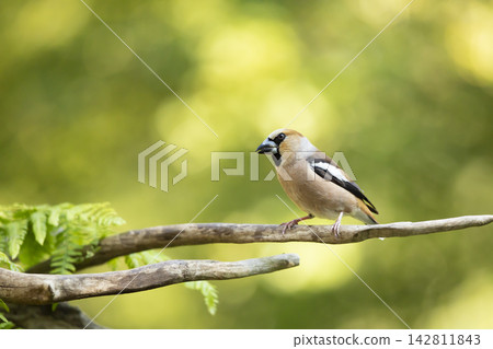 Hawfinch (Coccothraustes coccothraustes) perched on branch. A close-up of a hawfinch perched on a branch with nice background in springtime, Czech republic Hawfinch (Coccothraustes coccothraustes) perched on branch. A close-up of a hawfinch perched on a branch with nice background in springtime, Czech republic 142811843