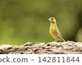 European Greenfinch (Carduelis chloris) perched on the ground against a blurred natural background, Czech republic 142811844