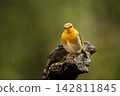 European Robin, Erithacus rubecula, common songbird sitting on the tree branch, nature habitat, Czech republic 142811845