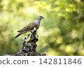 Alert european turtle dove (,Streptopelia turtur),  perching on branch and stretching neck in summer forest with blurred green background. 142811846