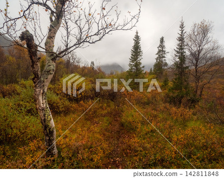Moody and melancholic autumn landscape under dark overcast sky in northern wilderness Moody and melancholic autumn landscape under dark overcast sky in northern wilderness 142811848