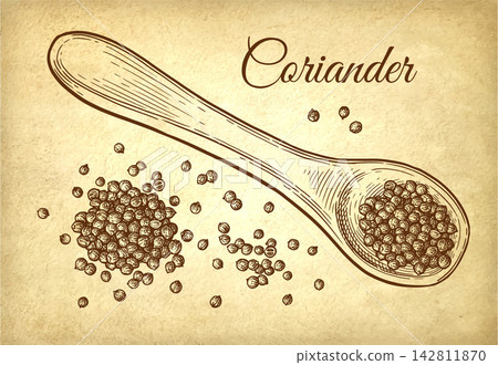 Coriander on a spoon ink sketch. Coriander on a spoon ink sketch. 142811870