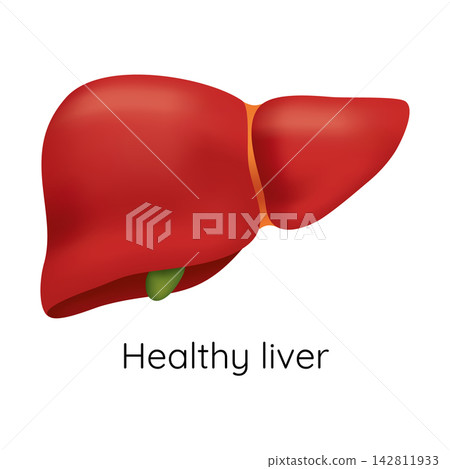Healthy liver anatomy illustration frontal view with smooth red lobes and visible gallbladder beneath for educational charts and health materials on neutral background for clear anatomy education Healthy liver anatomy illustration frontal view with smooth red lobes and visible gallbladder beneath for educational charts and health materials on neutral background for clear anatomy education 142811933