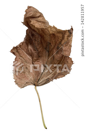 Curled Dry Brown Autumn Leaf Isolated on White Curled Dry Brown Autumn Leaf Isolated on White 142811957