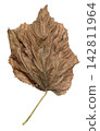 Wrinkled Dry Brown Autumn Leaf Isolated on White 142811964