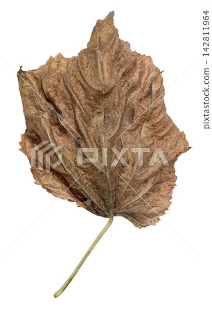 Wrinkled Dry Brown Autumn Leaf Isolated on White Wrinkled Dry Brown Autumn Leaf Isolated on White 142811964