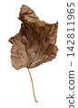 Curled Dry Brown Autumn Leaf Isolated on White 142811965