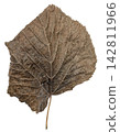Dry Brown Leaf with Detailed Veins Isolated on White 142811966