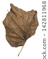 Curled Dry Brown Leaf with Natural Texture Isolated on White 142811968