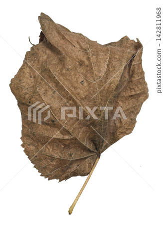 Curled Dry Brown Leaf with Natural Texture Isolated on White Curled Dry Brown Leaf with Natural Texture Isolated on White 142811968