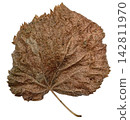 Dry Brown Autumn Leaf with Natural Texture Isolated on White 142811970
