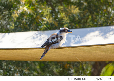 An Australian Kookaburra sitting on an outdoor shade sail An Australian Kookaburra sitting on an outdoor shade sail 142812026