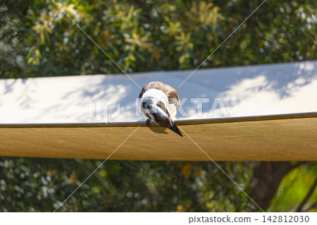 An Australian Kookaburra sitting on an outdoor shade sail An Australian Kookaburra sitting on an outdoor shade sail 142812030