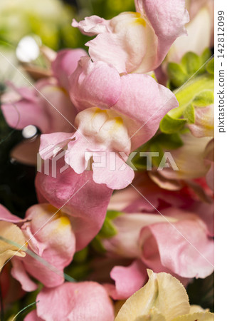 Beautiful Pink Snapdragon Blossom Closeup. Beautiful Pink Snapdragon Blossom Closeup. 142812099