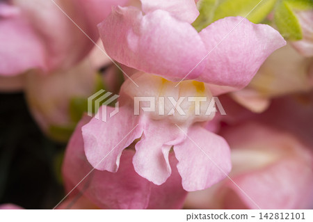 Beautiful Pink Snapdragon Blossom Closeup. Beautiful Pink Snapdragon Blossom Closeup. 142812101