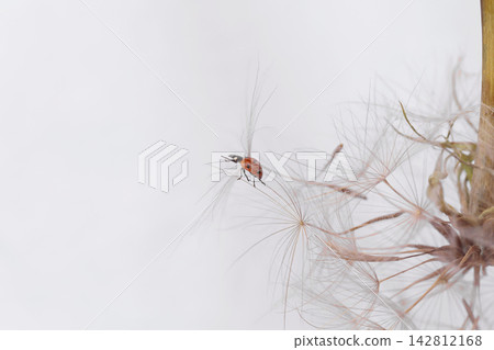 Ladybug on fluffy Dandelion on white background Ladybug on fluffy Dandelion on white background 142812168
