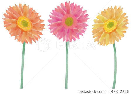 Watercolor pink, yellow, and orange gerberas Watercolor pink, yellow, and orange gerberas 142812216
