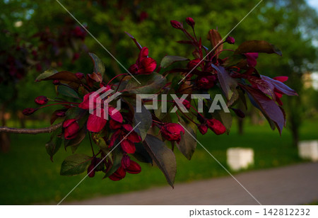 Beautiful blooming apple tree branch with deep red flowers in green spring park. Gorgeous macro background for natural seasonal design. Beautiful blooming apple tree branch with deep red flowers in green spring park. Gorgeous macro background for natural seasonal design. 142812232