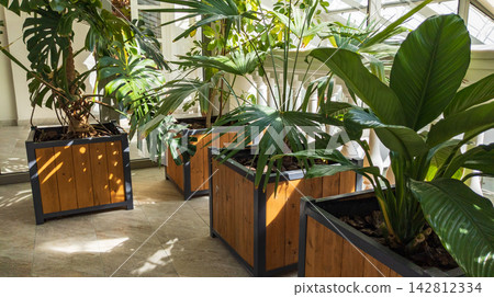 Indoor Botanical Garden with Potted Palms and Monstera in Wooden Planters. Glass Roof Solarium Concept 142812334