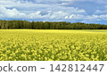 Expansive yellow rapeseed field under dramatic cloudy sky with distant tree line and wide rural panorama 142812447