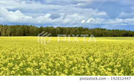 Expansive yellow rapeseed field under dramatic cloudy sky with distant tree line and wide rural panorama Expansive yellow rapeseed field under dramatic cloudy sky with distant tree line and wide rural panorama 142812447