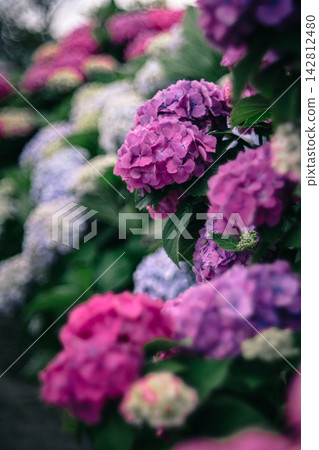 Hydrangeas with a dark atmosphere Hydrangeas with a dark atmosphere 142812480