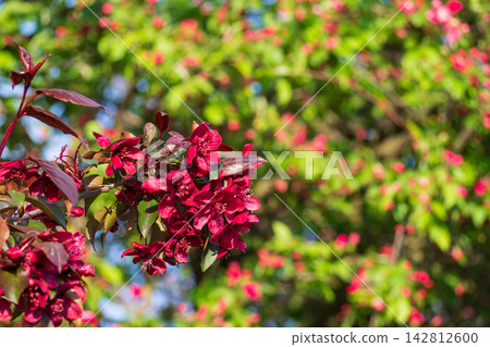 Vibrant dark red malus flowers blooming on branch in sunny orchard. Beautiful spring blossoms with blurred green leaves background. Natural copyspace concept. Vibrant dark red malus flowers blooming on branch in sunny orchard. Beautiful spring blossoms with blurred green leaves background. Natural copyspace concept. 142812600