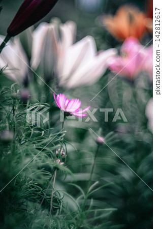 深粉紅色的波斯菊 深粉紅色的波斯菊 142812617