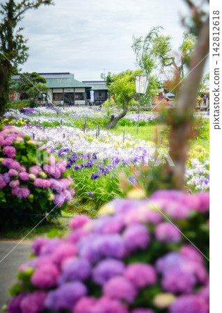 水鄉佐原菖蒲公園的繡球花 水鄉佐原菖蒲公園的繡球花 142812618