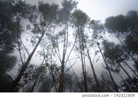 Trees amidst winter fog; a fantastic landscape of large trees shrouded in dense winter mist in Brazil, selective focus. Trees amidst winter fog; a fantastic landscape of large trees shrouded in dense winter mist in Brazil, selective focus. 142812809